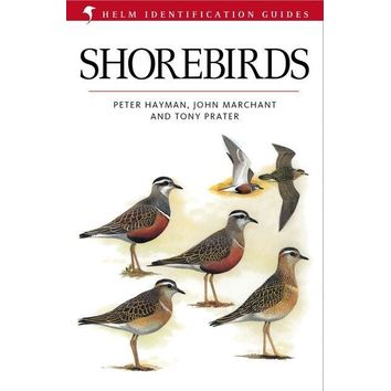 Shorebirds