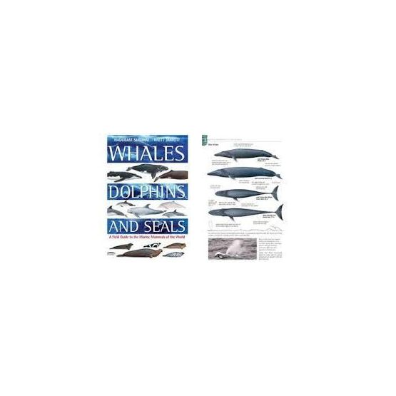 Whales Dolphins and Seals by Hadoram Shirihai